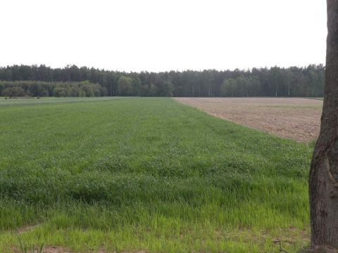 Sprzedaż Działka Golesze, pow. piotrkowski