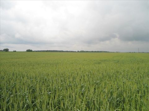 Sprzedaż Działka Drzonów, pow. zielonogórski
