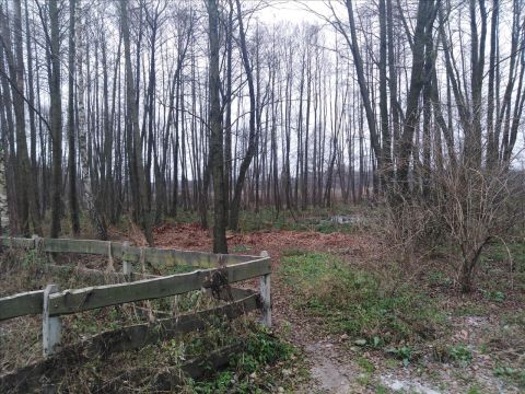 Sprzedaż Działka Drzewociny, pow. pabianicki