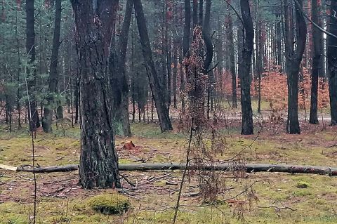 Sprzedaż Działka Kąty, pow. piaseczyński