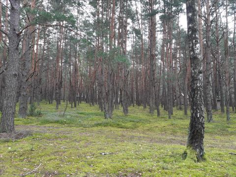 Sprzedaż Działka Popowo-Letnisko, pow. wyszkowski