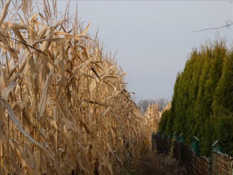 Sprzedaż Działka Płochocin, pow. warszawski zachodni