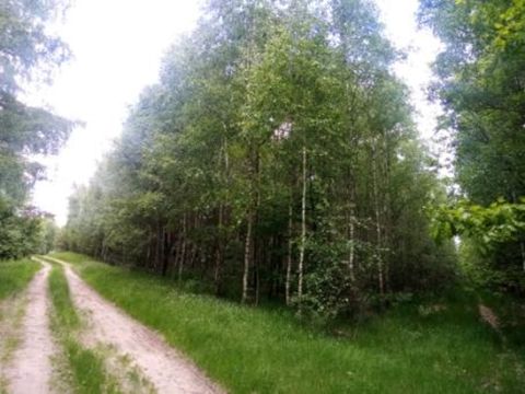 Sprzedaż Działka Lubowidz, pow. żuromiński
