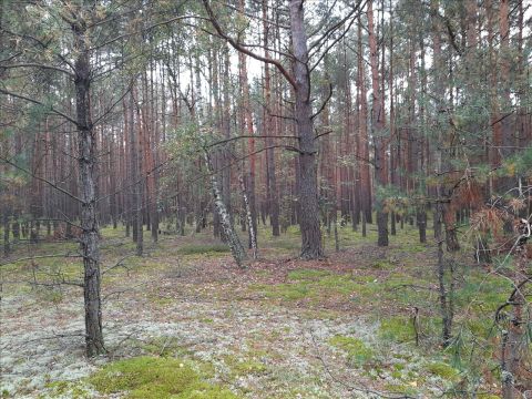 Sprzedaż Działka Skurcza, pow. garwoliński
