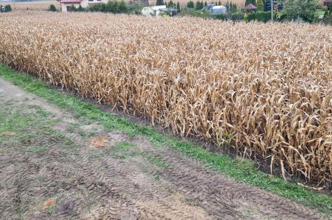 Sprzedaż Działka Sitno, pow. golubsko-dobrzyński