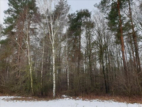 Sprzedaż Działka Wojnów, pow. siedlecki